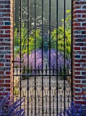 VEN HOUSE, SOMERSET: THE WALLED GARDEN, VIEW THROUGH ORNATE METAL GATES TO PEAR TUNNEL, NEPETA SIX HILLS GIANT, BLUE, PURPLE FLOWER, JUNE, SUMMER