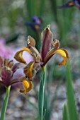 VEN HOUSE, SOMERSET: PLANT PORTRAIT OF BROWN, YELLOW FLOWERS OF DUTCH IRIS, IRIS TIGER MIXED IN THE WALLED GARDEN, FLOWERS FOR CUTTING, CUTTING GARDEN, JUNE, SUMMER