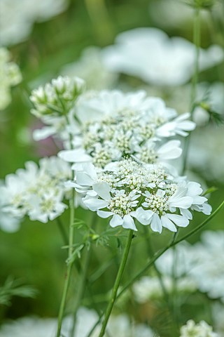 STOCKCROSS_HOUSE_BERKSHIRE_PLANTING_DESIGN_BY_ISTVAN_DUDAS_CLOSE_UP_PORTRAIT_OF_WHITE_FLOWERS_OF_ORL