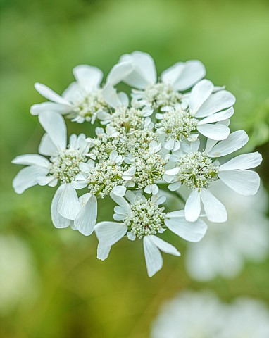 STOCKCROSS_HOUSE_BERKSHIRE_PLANTING_DESIGN_BY_ISTVAN_DUDAS_CLOSE_UP_PORTRAIT_OF_WHITE_FLOWERS_OF_ORL