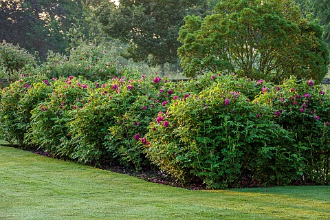 WESTBROOK_HOUSE_SOMERSET_ROSES_HEDGES_HEDGING_OF_ROSA_RUGOSA_ROSERAIE_DE_LHAY_COUNTRY_GARDEN_LAWN_SU