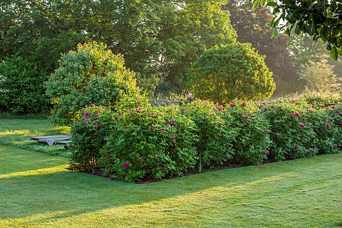 WESTBROOK_HOUSE_SOMERSET_ROSES_HEDGES_HEDGING_OF_ROSA_RUGOSA_ROSERAIE_DE_LHAY_COUNTRY_GARDEN_LAWN_SU