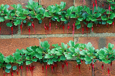 HORIZONTAL_LINES_OF_RIBES_SPECIOSUM_GROWING_AGAINST_A_BRICK_WALL