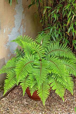 WESTBROOK_HOUSE_SOMERSET_SHADE_SHADY_GRAVEL_GREEN_LEAVES_FOLIAGE_OF_FERN_IN_CONTAINER
