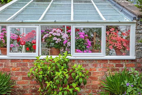 WESTBROOK_HOUSE_SOMERSET_GREENHOUSE_FILLED_WITH_GERANIUMS_IN_TERRACOTTA_CONTAINERS