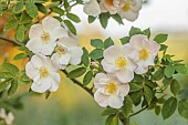 WESTBROOK HOUSE, SOMERSET: WHITE FLOWERS OF WILD ROSE, ROSA X DUPONTII, DECIDUOUS, SHRUBS, GRASS, MEADOW, MUSKOW