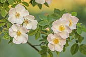 WESTBROOK HOUSE, SOMERSET: WHITE FLOWERS OF WILD ROSE, ROSA X DUPONTII, DECIDUOUS, SHRUBS, GRASS, MEADOW, MUSK