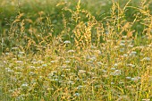 WESTBROOK HOUSE, SOMERSET: WILDFLOWERS AND GRASSES IN THE MEADOW, WHITE, FLOWERS, BLOOMS