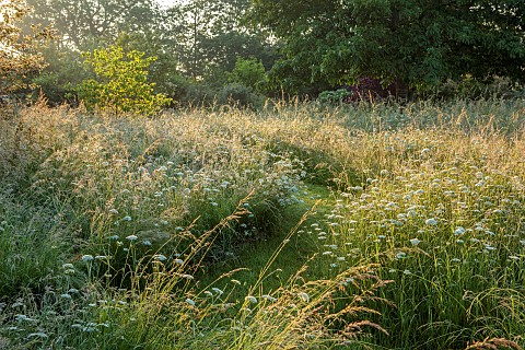 WESTBROOK_HOUSE_SOMERSET_GRASS_PATH_THROUGH_WILDFLOWERS_AND_GRASSES_IN_THE_MEADOW_WHITE_FLOWERS_BLOO