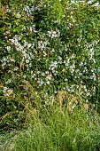 WESTBROOK HOUSE, SOMERSET: GRASS PATH THROUGH WILDFLOWERS AND GRASSES IN THE MEADOW, WHITE, FLOWERS, BLOOMS, SUMMER, ROSES