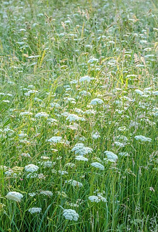 WESTBROOK_HOUSE_SOMERSET_WILDFLOWERS_AND_GRASSES_IN_THE_MEADOW_WHITE_FLOWERS_BLOOMS