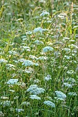 WESTBROOK HOUSE, SOMERSET: WILDFLOWERS AND GRASSES IN THE MEADOW, WHITE, FLOWERS, BLOOMS