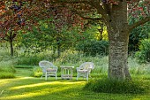 WESTBROOK HOUSE, SOMERSET: LAWN, TABLE, CHAIRS, SCARLET OAK, QUERCUS COCCINEA, SUMMER, COUNTRY, GARDEN, WOODLAND