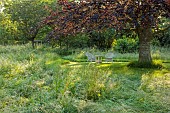 WESTBROOK HOUSE, SOMERSET: MEADOW, GRASSES, QUERCUS COCCINEA, SCARLET OAK, WHITE CHAIRS