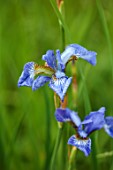 SILVER STREET FARM, DEVON, DESIGNER ALASDAIR CAMERON: JUNE, BLUE FLOWERS OF IRIS