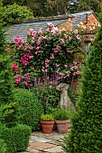 ADMINGTON HALL, WARWICKSHIRE: BORDER, ROSES, PINK FLOWERS OF ROSA RAUBRITTER