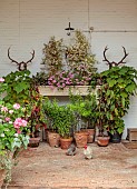 ADMINGTON HALL, WARWICKSHIRE: COURTYARD, TERRACOTTA CONTAINERS FILLED WITH LILLIES, GERANIUMS, FIREPLACE, CHICKENS