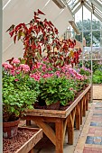 ADMINGTON HALL, WARWICKSHIRE: GREENHOUSE, GLASSHOUSE, TERRACOTTA CONTAINERS PLANTED WITH GERANIUMS, PELARGONIUMS