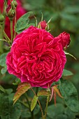 ADMINGTON HALL, WARWICKSHIRE: RED , PINK FLOWERS OF ROSE, ROSA CHARLES DE MILLS, OLD ROSE
