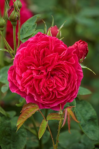 ADMINGTON_HALL_WARWICKSHIRE_RED__PINK_FLOWERS_OF_ROSE_ROSA_CHARLES_DE_MILLS_OLD_ROSE