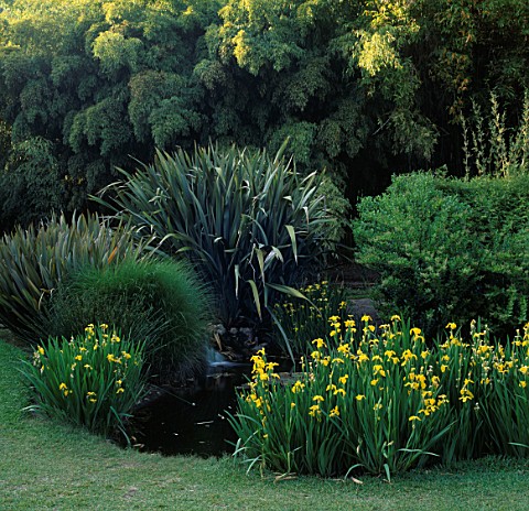 THE_LILY_PONDS_WITH_PHORMIUM_AND_IRISES_AT_HUNTINGTON_BOTANICAL_GARDENS__LOS_ANGELES__CALIFORNIA