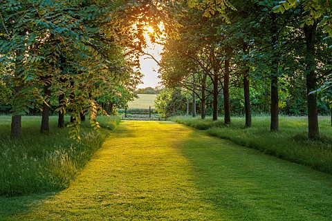 ADMINGTON_HALL_WARWICKSHIRE_THE_OLD_PADDOCK_LIME_ALLEE_GRASS_LAWN_SUNSET