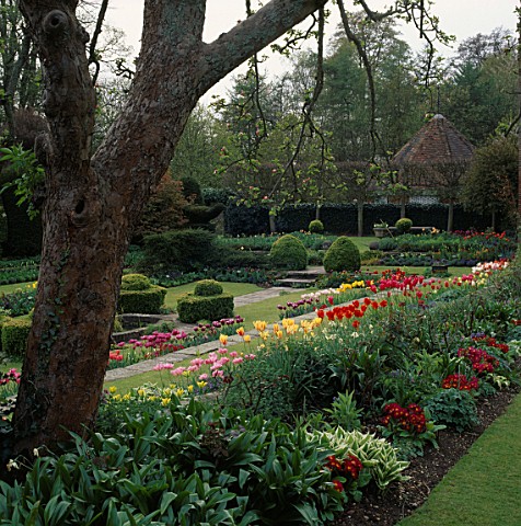 A_GLORIOUS_DISPLAY_OF_TULIPS_IN_THE_SUNKEN_GARDEN_AT_CHENIES_MANOR__BUCKINGHAMSHIRE