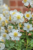 MORTON HALL, WORCESTERSHIRE: CLOSE UP PLANT PORTRAIT OF WHITE, YELLOW FLOWERS OF CARPENTERIA CALIFORNICA, EVERGREENS, SHRUBS, JULY