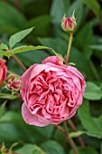 MORTON HALL, WORCESTERSHIRE: CLOSE UP PLANT PORTRAIT OF PINK FLOWERS OF ROSES, ROSA BOSCOBEL