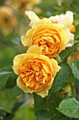 MORTON HALL, WORCESTERSHIRE: CLOSE UP OF YELLOW, ORANGE FLOWERS OF ROSES, ROSA GRAHAM THOMAS, AUSMAS, DAVID AUSTIN ROSE, ENGLISH SHRUB ROSE, DECIDUOUS, JULY