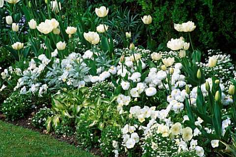 TULIPS_L_TO_R_MOUNT_TACOMA_WHITE_DREAM__PURISSIMA_WITH_HOSTAS__VIOLAS_IN_WHITE_GARDEN_AT_CHENIES_MAN