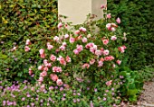 THE LASKETT GARDENS, HEREFORDSHIRE. DESIGNER ROY STRONG: PINK FLOWERS OF ROSE, ROSA ALBERTINE, JULY, SUMMER, ROSES, CLIMBING, RAMBLERS, CLIMBERS, DECIDUOUS, SHRUBS
