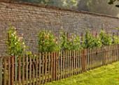 EASTON WALLED GARDEN, LINCOLNSHIRE: WALLED GARDEN, WALLS, SWEET PEAS GROWING BESIDE THE WALL, FENCING, FENCES