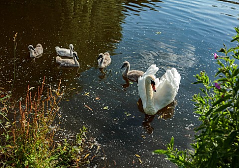 PRIORS_MARSTON_WARWICKSHIRE_THE_MANOR_HOUSE__SWANS_WITH_CYGNETS_IN_LAKE_SUMMER_JULY_BIRDS_WATER
