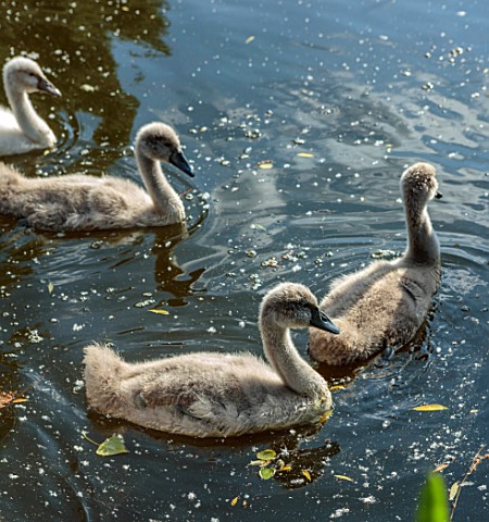 PRIORS_MARSTON_WARWICKSHIRE_THE_MANOR_HOUSE__SWANS_WITH_CYGNETS_IN_LAKE_SUMMER_JULY_BIRDS_WATER