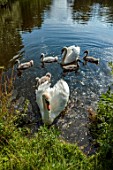 PRIORS MARSTON, WARWICKSHIRE, THE MANOR HOUSE:  SWANS WITH CYGNETS IN LAKE, SUMMER, JULY, BIRDS, WATER