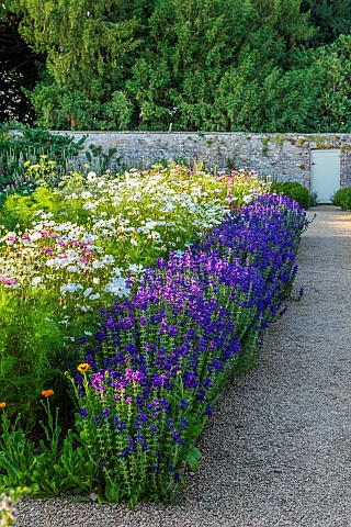 ROUSHAM_OXFORDSHIRE_THE_VEGETABLE_GARDEN_POTAGER_IN_THE_WALLED_GARDEN_SUMMER_JULY_WHITE_COSMOS_PATH_