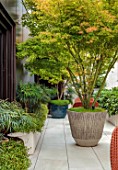 MAYFAIR PENTHOUSE GARDEN, LONDON, PLANTING DESIGN BY ALASDAIR CAMERON: ROOF TERRACE, BALCONY, RAISED BEDS, MAHONIA SOFT CARESS, MAPLES IN CONTAINER