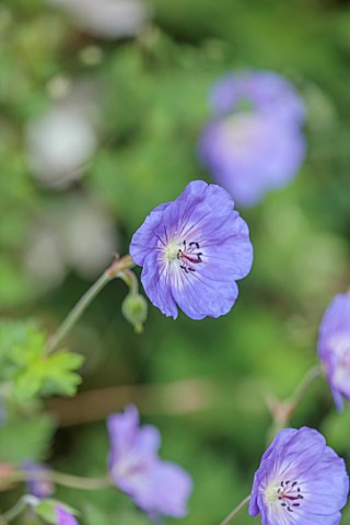 FULHAM_GARDEN_LONDON_DESIGNER_HARRY_HOLDING_CLOSE_UP_OF_BLUE_FLOWERS_OF_GERANIUM_ROZANNE_HERBACEOUS_