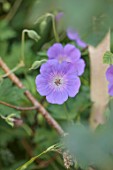 FULHAM GARDEN, LONDON, DESIGNER HARRY HOLDING: CLOSE UP OF BLUE, PINK FLOWERS OF GERANIUM ROZANNE, HERBACEOUS, PERENNIALS