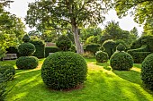 ADMINGTON HALL, WARWICKSHIRE: TOPIARY GARDEN, CLIPPED YEW, TAXUS, WOODEN BENCHES, HEDGES, HEDGING