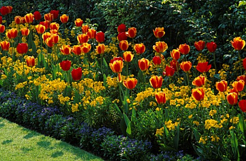 RED_TULIPS__YELLOW_WALLFLOWERS_AND_BLUE_FORGETMENOTS