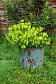 SILVER STREET FARM, DEVON, DESIGNER ALASDAIR CAMERON: METAL BUCKET, CONTAINERS, LIME GREEN FLOWERS OF NICOTIANA LIME GREEN