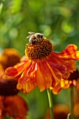 SILVER STREET FARM, DEVON: SEPTEBER, CLOSE UP OF ORANGE, YELLOW, COPPER FLOWERS OF HELENIUMS, SUMMER, BEES