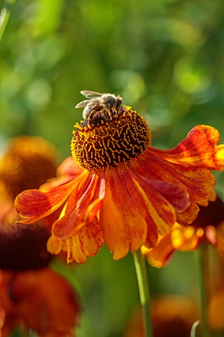 SILVER_STREET_FARM_DEVON_SEPTEBER_CLOSE_UP_OF_ORANGE_YELLOW_COPPER_FLOWERS_OF_HELENIUMS_SUMMER_BEES