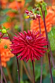 SILVER STREET FARM, DEVON: SEPTEMBER, CLOSE UP OF RED, FLOWERS OF DAHLIA SELINA, HERBACEOUS, PERENNIALS