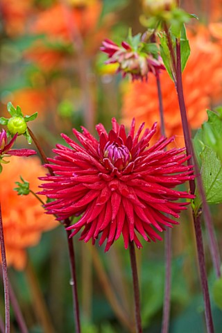 SILVER_STREET_FARM_DEVON_SEPTEMBER_CLOSE_UP_OF_RED_FLOWERS_OF_DAHLIA_SELINA_HERBACEOUS_PERENNIALS