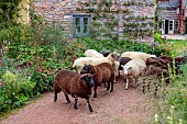 SILVER STREET FARM, DEVON, DESIGNER ALASDAIR CAMERON: SHEEP BESIDE BORDERS IN FRONT OF THE HOUSE, ANIMALS