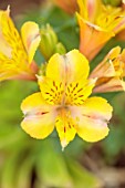 PRIMROSE HALL PEONIES, BEDFORDSHIRE: CLOSE UP PLANT PORTRAIT OF YELLOW FLOWERS OF ALSTROEMERIA JUPITER, PERENNIALS