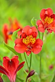 PRIMROSE HALL PEONIES, BEDFORDSHIRE: CLOSE UP PLANT PORTRAIT OF RED, YELLOW FLOWERS OF ALSTROEMERIA LUCCA